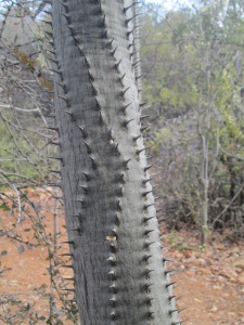 Pretoria botanical garden thorn pattern