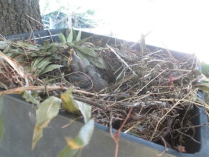 Poopsie in tree nest